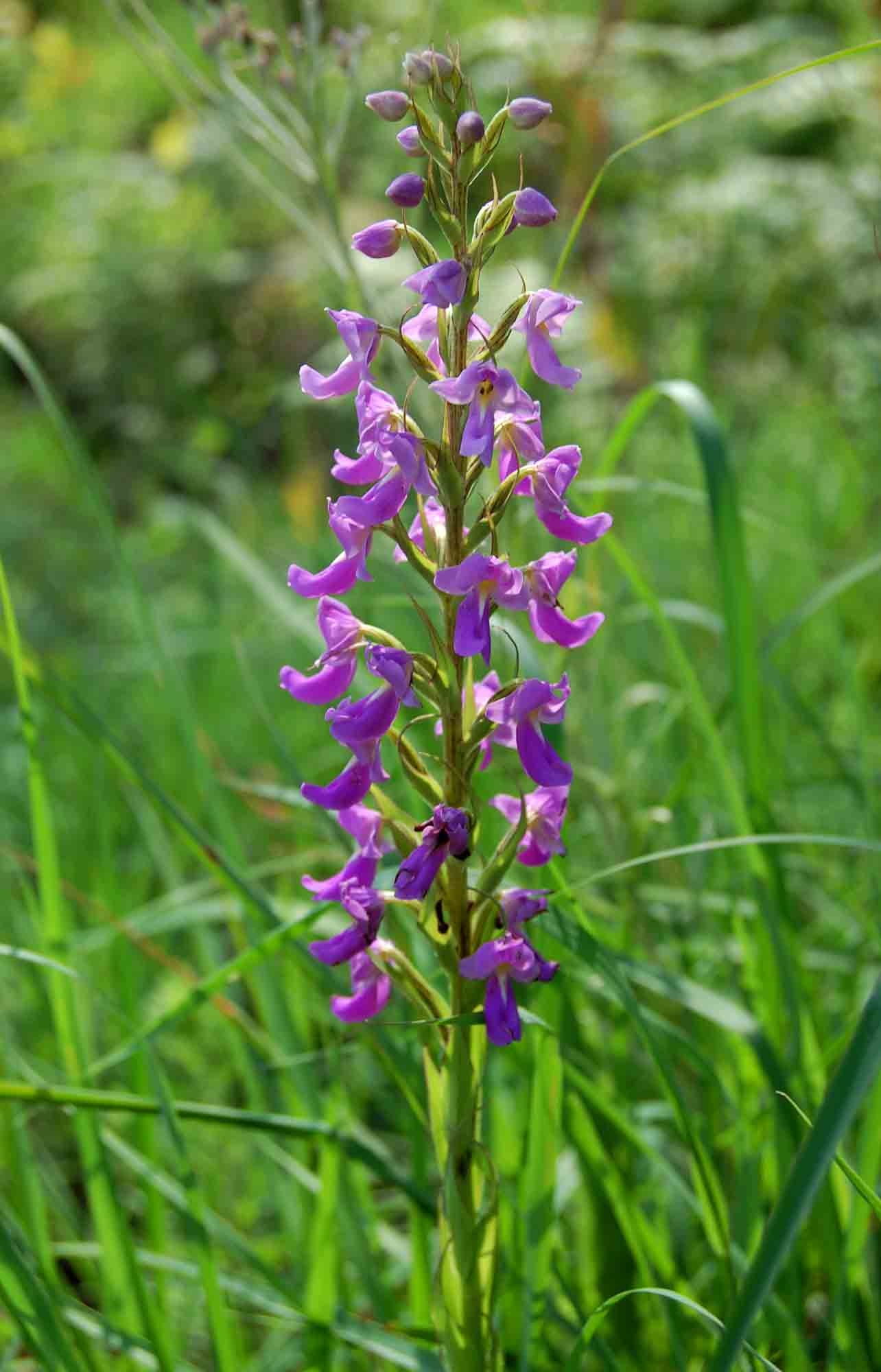 Brachycorythis pleistophylla subsp. pleistophylla Brachycorythis pleistophylla subsp. pleistophylla