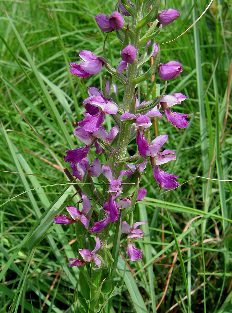 Brachycorythis pleistophylla subsp. pleistophylla