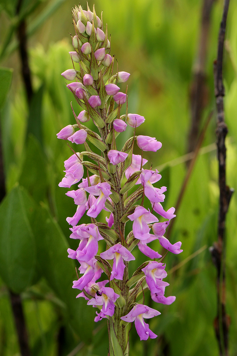 Brachycorythis pleistophylla subsp. pleistophylla