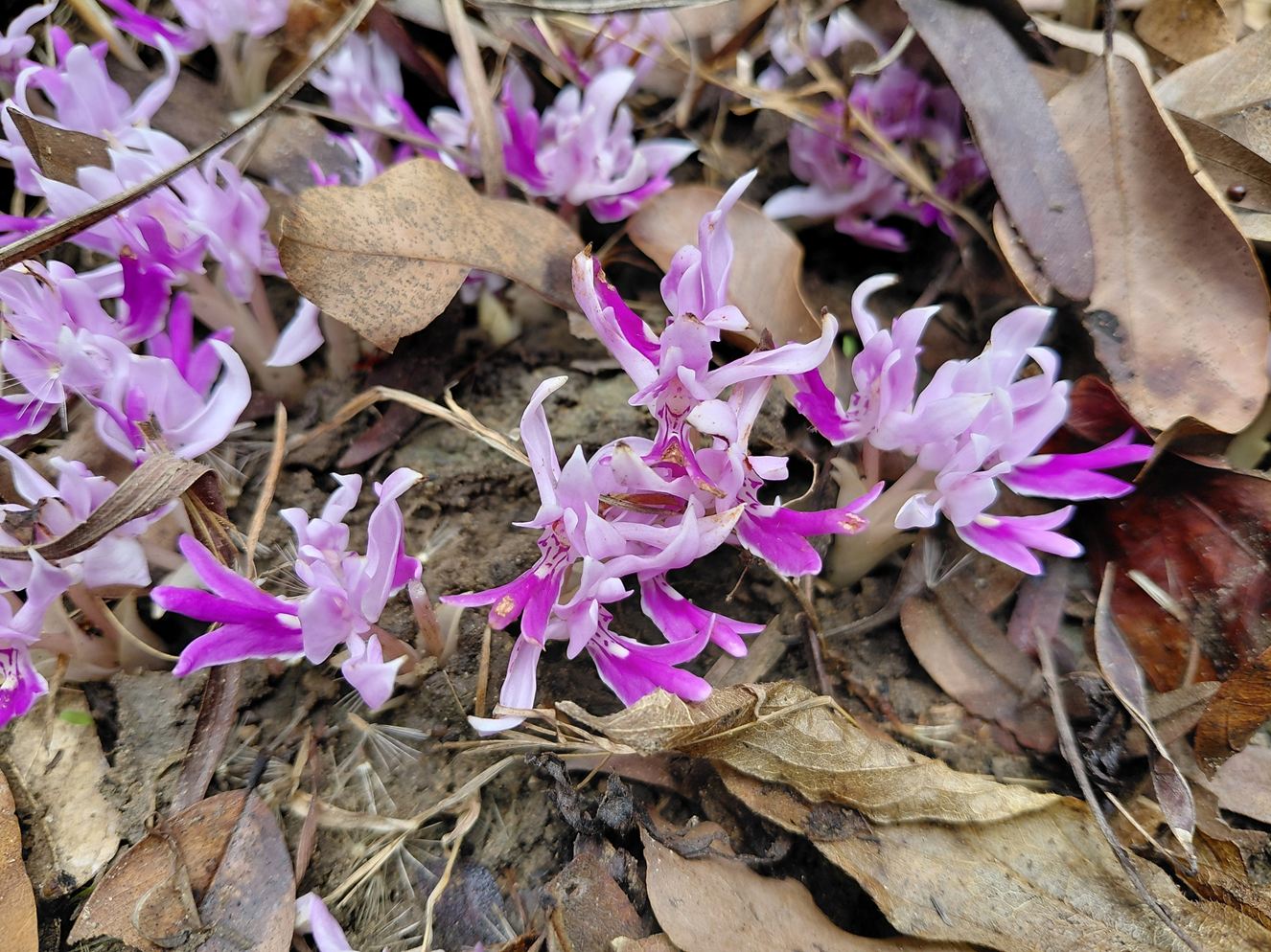 Brachycorythis lastii Brachycorythis lastii