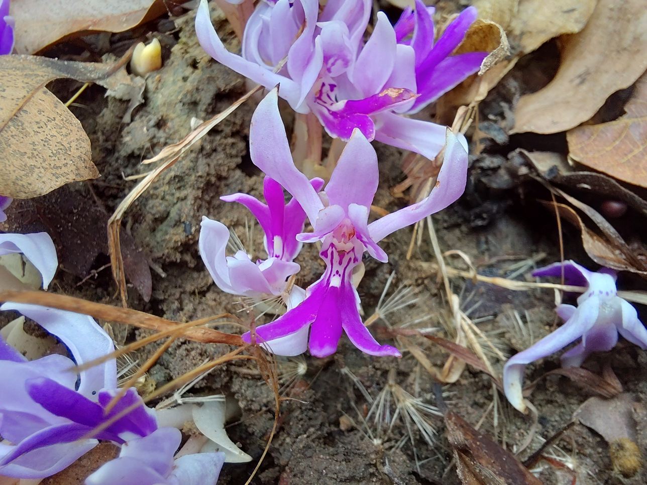 Brachycorythis lastii Brachycorythis lastii