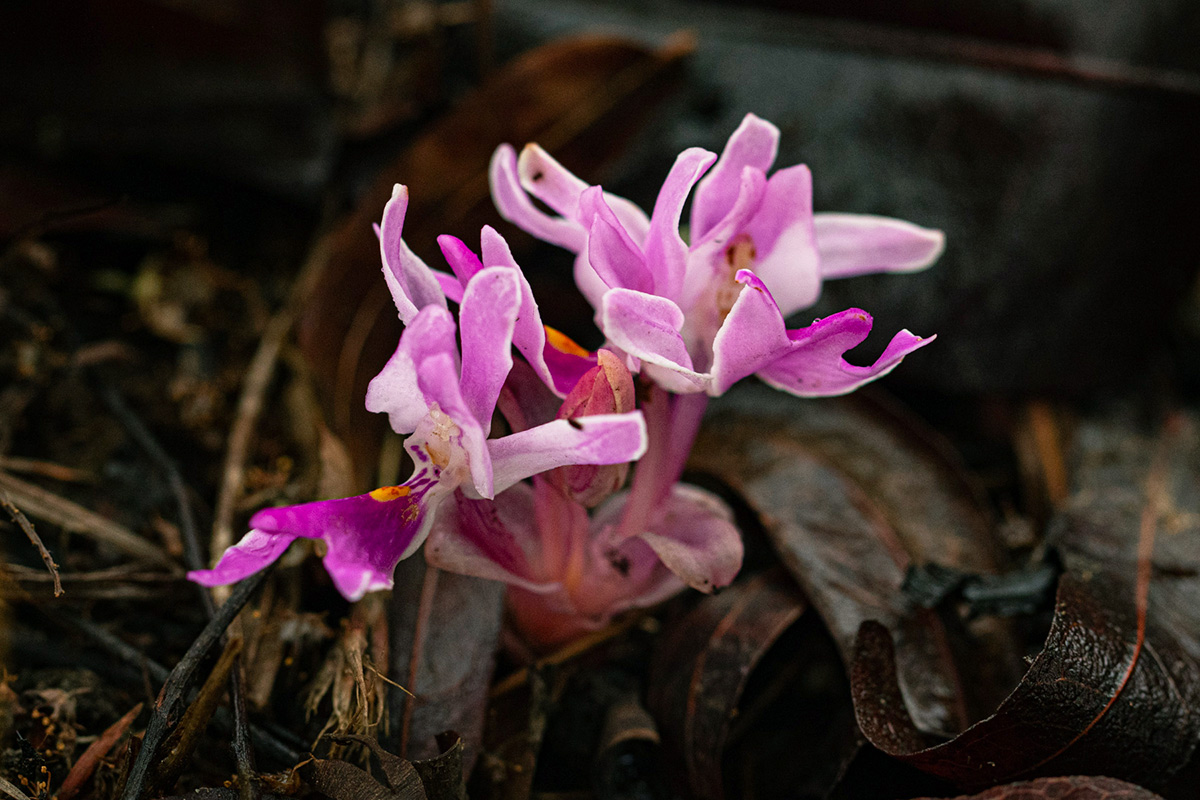 Brachycorythis lastii Brachycorythis lastii