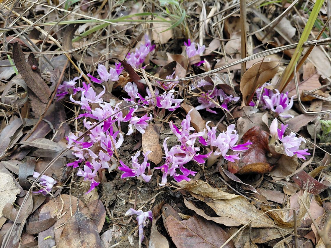 Brachycorythis lastii Brachycorythis lastii
