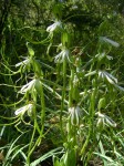 Bonatea steudneri