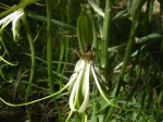 Bonatea steudneri