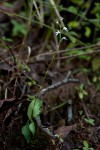 Cynorkis debilis
