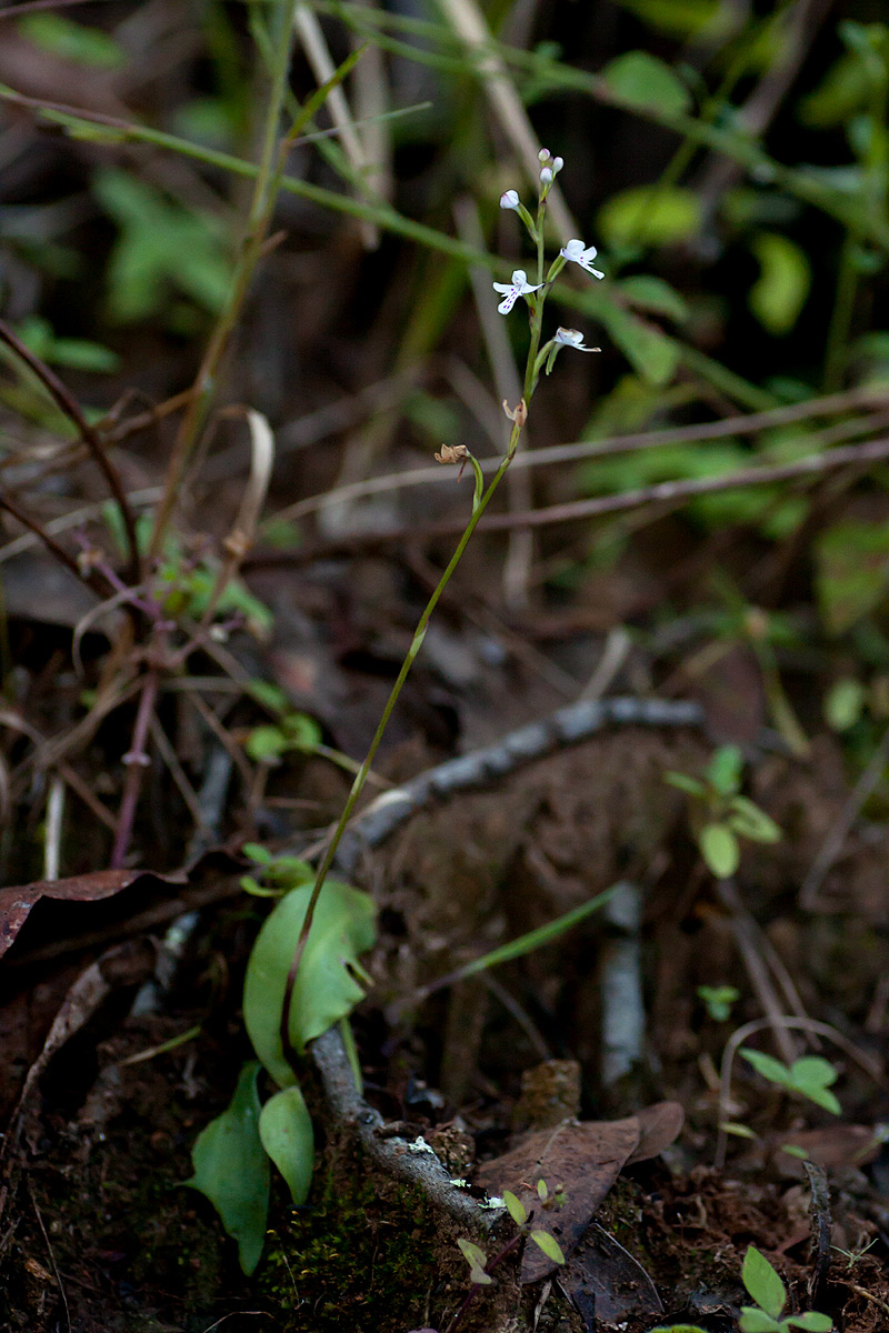 Cynorkis debilis