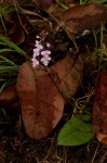 Cynorkis debilis