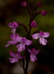 Cynorkis debilis