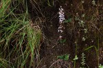 Cynorkis debilis