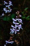 Cynorkis debilis