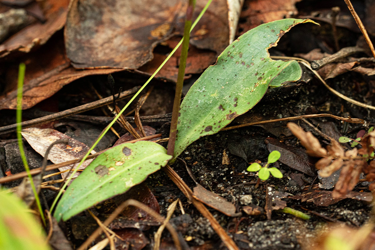 Cynorkis debilis Cynorkis debilis