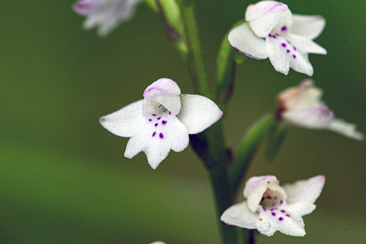 Cynorkis debilis Cynorkis debilis