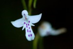 Cynorkis debilis