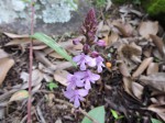 Cynorkis debilis
