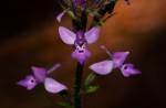 Cynorkis kassneriana
