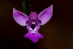 Cynorkis kassneriana