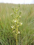 Habenaria calvilabris