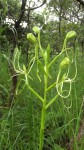 Habenaria cirrhata