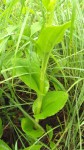 Habenaria cirrhata