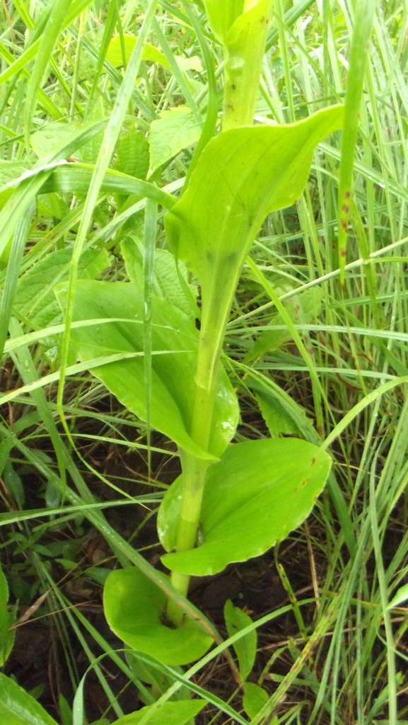Habenaria cirrhata
