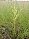 Habenaria cornuta