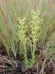 Habenaria cornuta