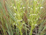 Habenaria cornuta