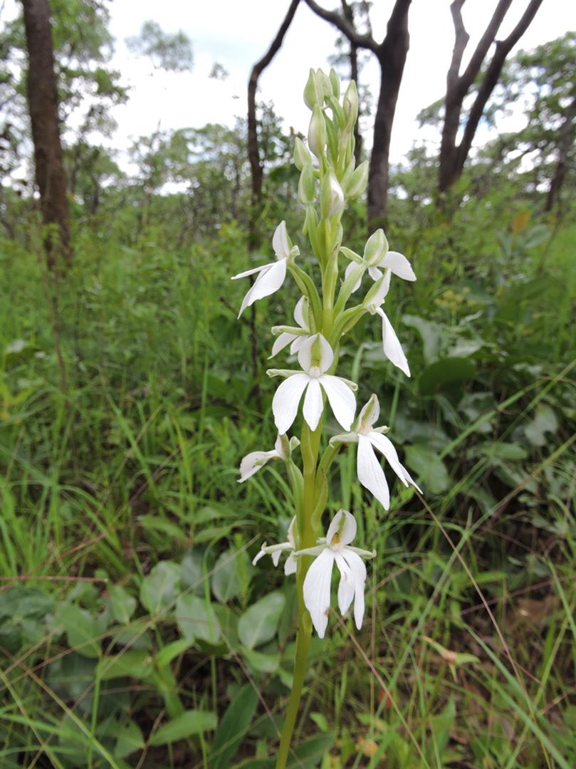 Habenaria debeerstiana