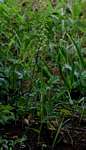 Habenaria disparilis