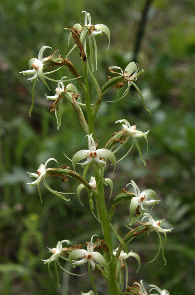 Habenaria disparilis