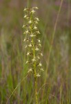 Habenaria disparilis
