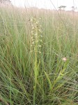 Habenaria humilior