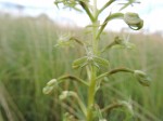 Habenaria humilior