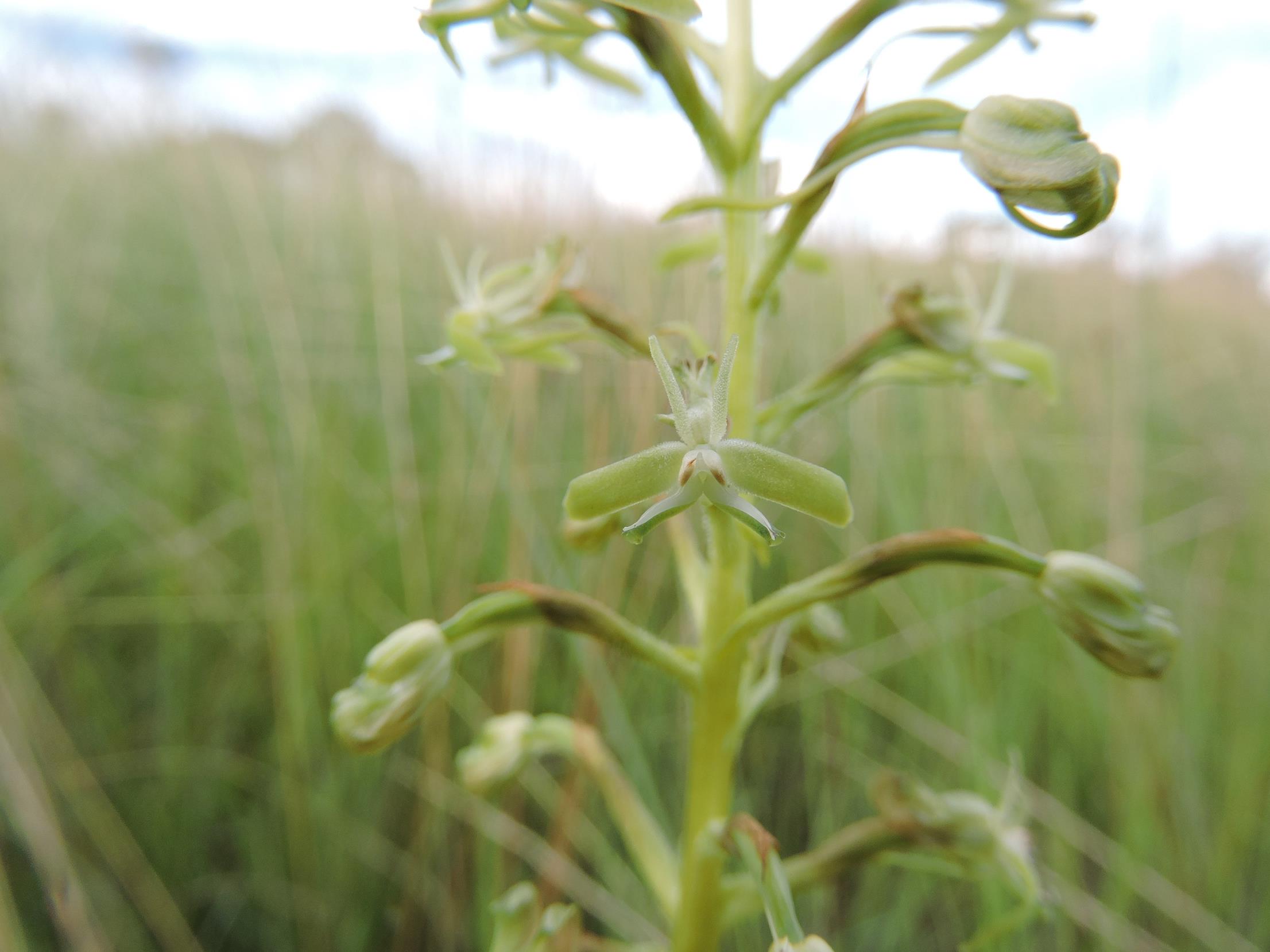 Habenaria humilior