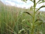 Habenaria humilior