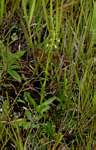 Habenaria macrostele