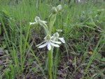 Habenaria macrura