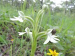 Habenaria macrura