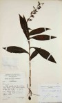 Habenaria malacophylla