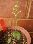 Habenaria pilosa