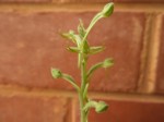 Habenaria pilosa