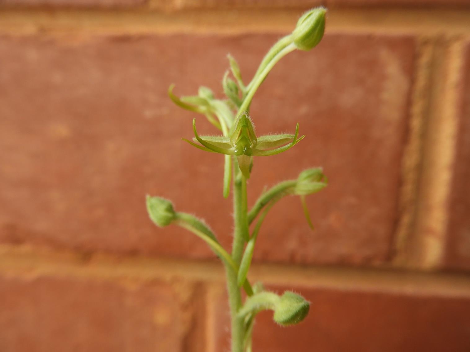 Habenaria pilosa