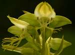 Habenaria praestans var. praestans