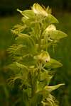 Habenaria praestans var. praestans