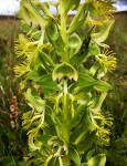 Habenaria praestans var. praestans