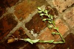 Habenaria tentaculigera