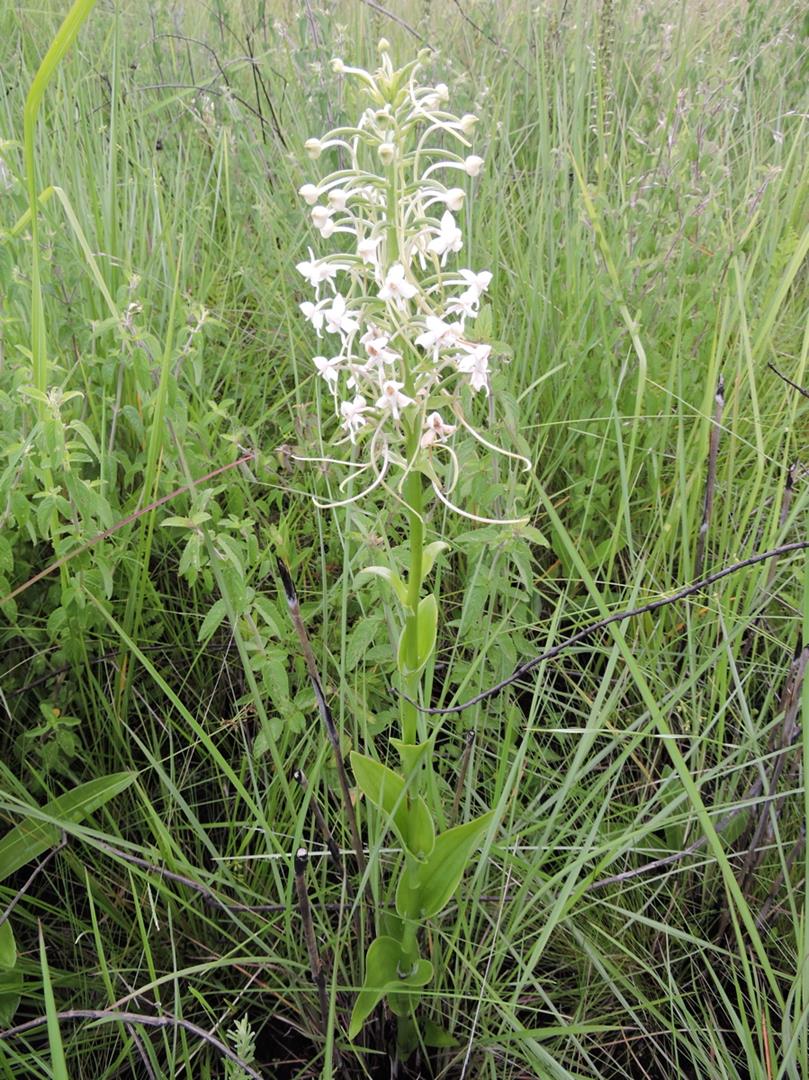 Habenaria zambesina