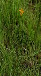 Platycoryne buchananiana