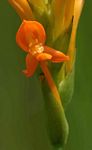 Platycoryne buchananiana